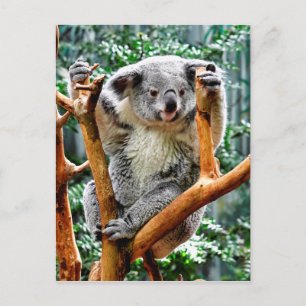 Koala Vykort