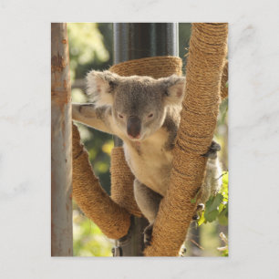 Koala Vykort