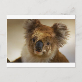 Koala Vykort