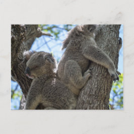 Koala Vykort