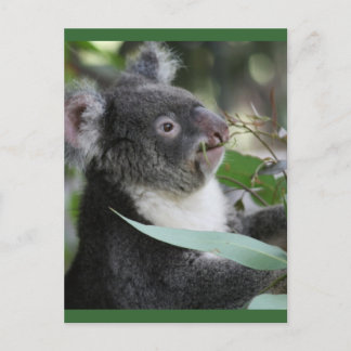 Koala Vykort