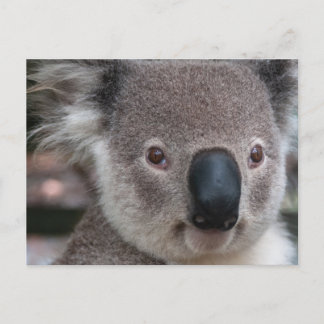 Koala Vykort