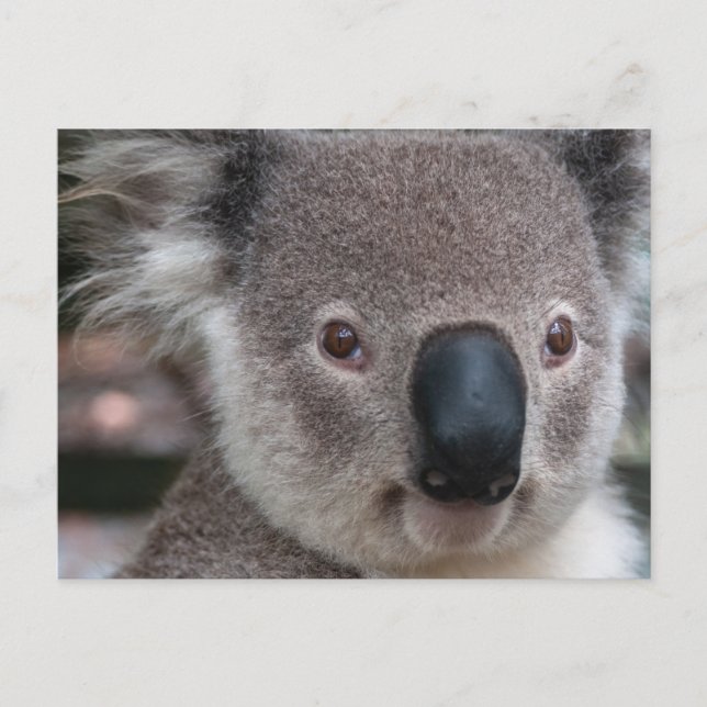Koala Vykort (Framsida)