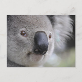 Koala Vykort