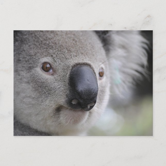 Koala Vykort (Framsida)