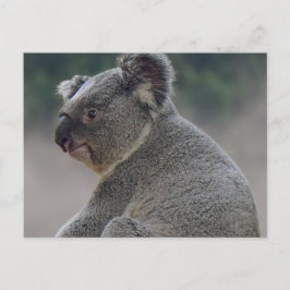 Koala Vykort