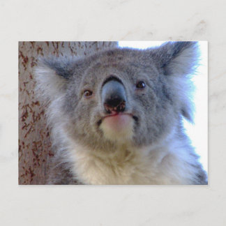 Koala Vykort