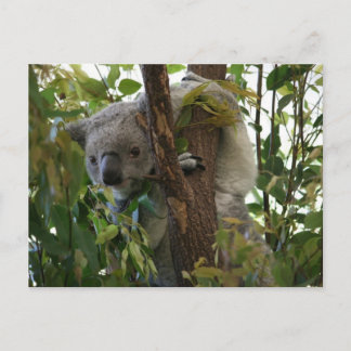 Koala Vykort