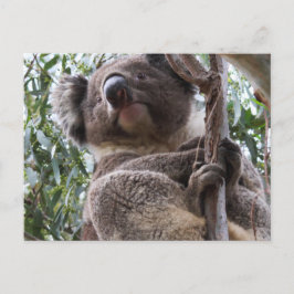 Koala Vykort