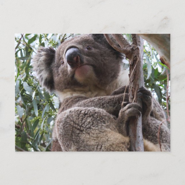 Koala Vykort (Framsida)