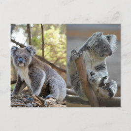 Koala Vykort