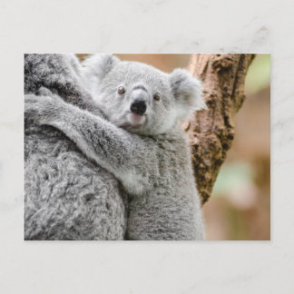 Koala Vykort