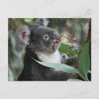 Koala Vykort