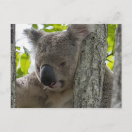 Koala Vykort