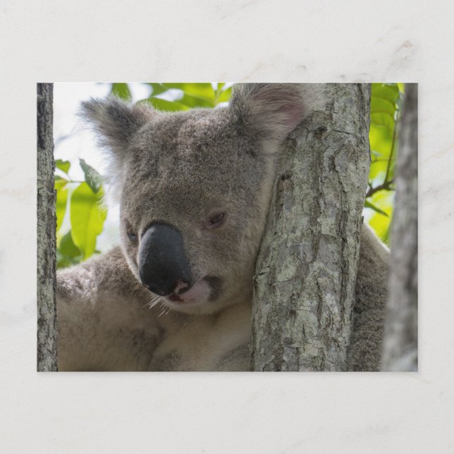 Koala Vykort (Framsida)
