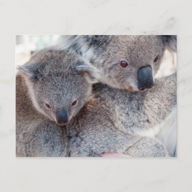 Koala Vykort (Framsida)