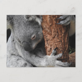 Koala Vykort