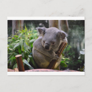 Koala Vykort