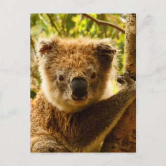 Koala Vykort