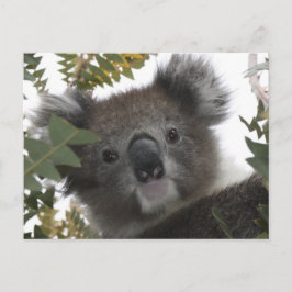 Koala Vykort