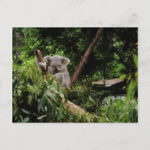 koala vykort