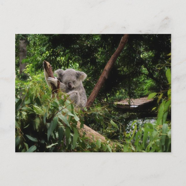 koala vykort (Framsida)