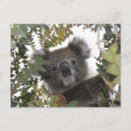 Koala Vykort