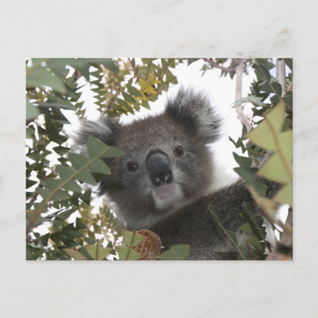 Koala Vykort (Framsida)