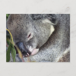 Koala Vykort