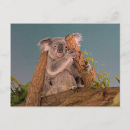 Koala Vykort