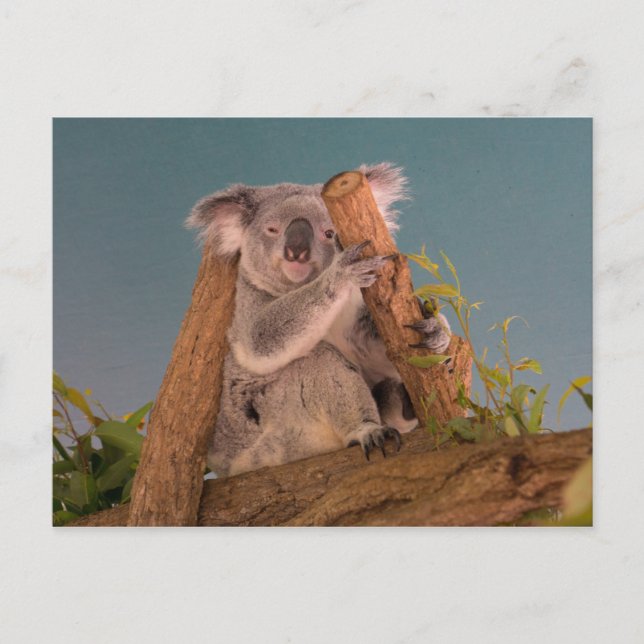 Koala Vykort (Framsida)
