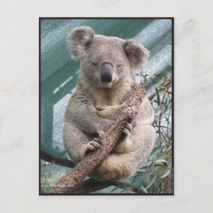 Koala, vykort, 2013, 4,25 tum x 5,6 tum vykort