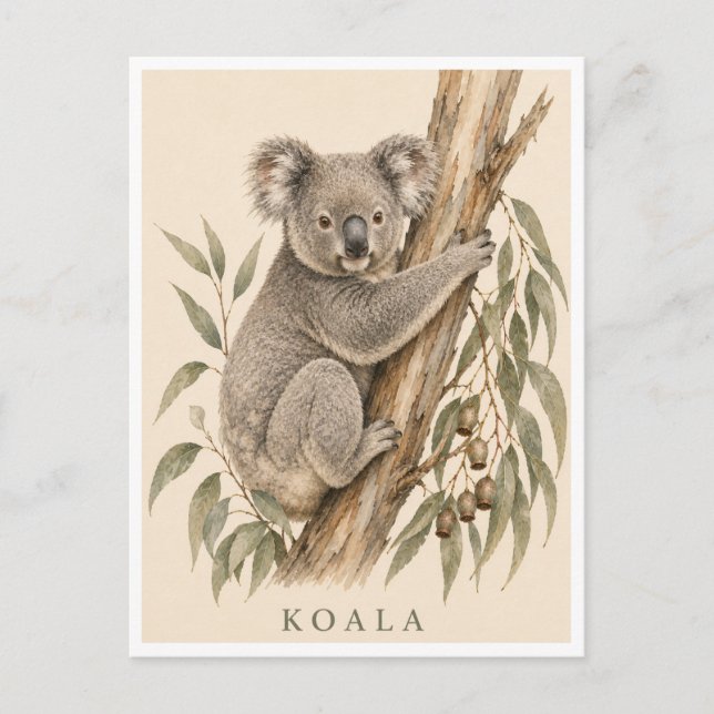 Koala vykort | Bush Edition (Framsida)