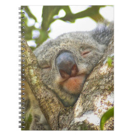 Koalaanteckningsbok Anteckningsbok Med Spiral