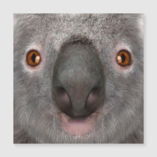Koalabjörn