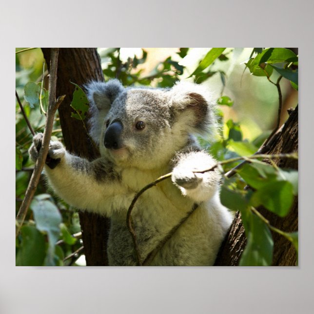 koalabjörn Aussie outback buske träd skog klättra Poster (Framsidan)