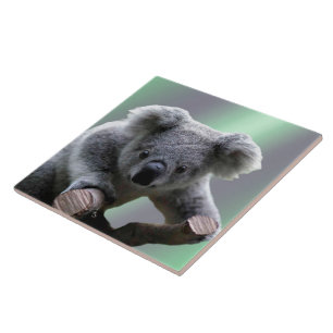 Koalabjörn Kakelplatta