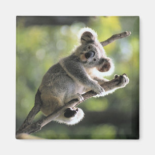 Koalabjörn Magnet