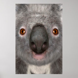 Koalabjörn Poster