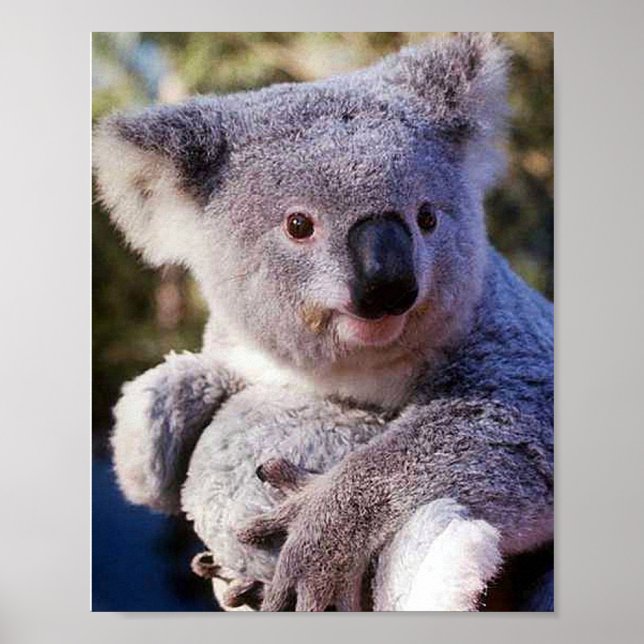 Koalabjörn som håller en koalabjörn poster (Framsidan)