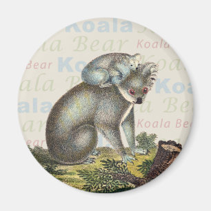 Koalabjörnmagnet Magnet