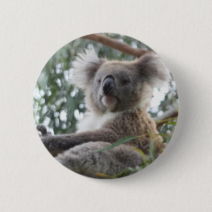 Koalaen knäppas knapp