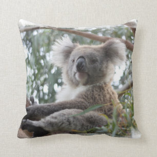 Koalaen kudder kudde