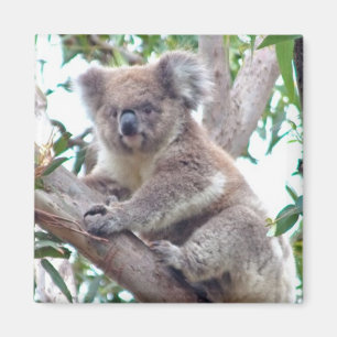 Koalaen kvadrerar magneten magnet