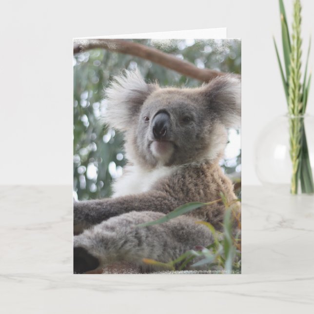 Koalahälsningkort Kort (Framsida)