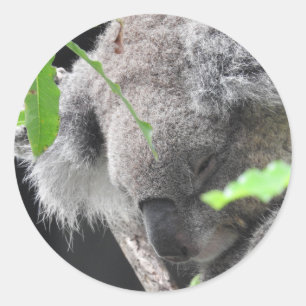 Koalaklistermärke Runt Klistermärke