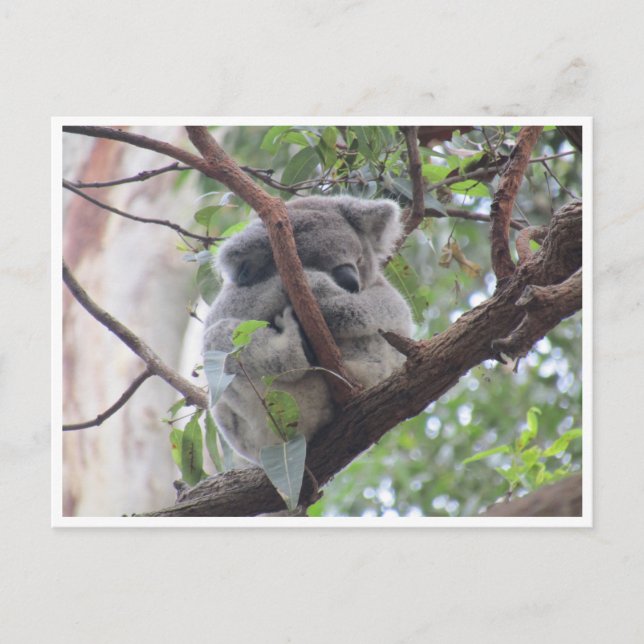 koalapaket vykort (Framsida)