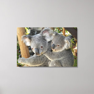 KoalaPhascolarctoscinereus Queensland. Canvastryck