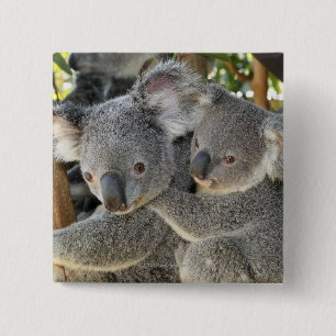 KoalaPhascolarctoscinereus Queensland. Knapp