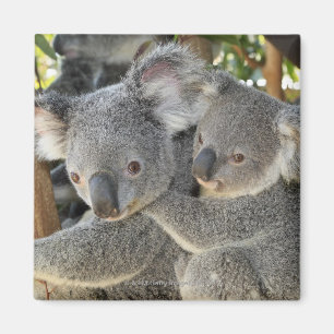 KoalaPhascolarctoscinereus Queensland. Magnet